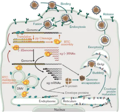 Figure 2: Arterivirus replication cycle inside cells.  