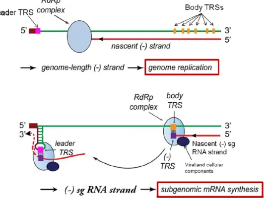 Figure 3: Model for Arterivirus genome replication and transcription.  
