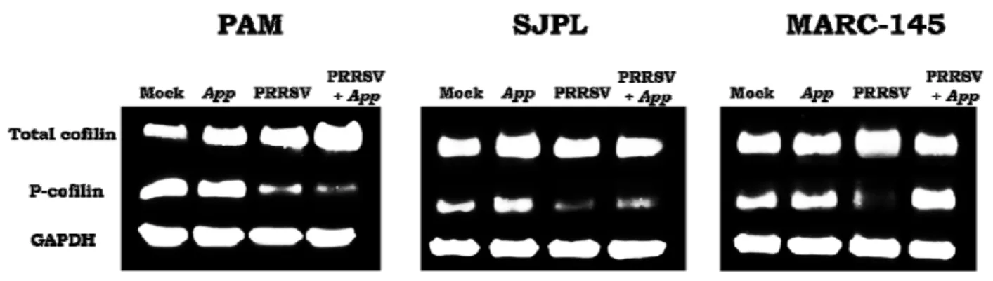 Figure 4: Cofilin expression level in PRRSV infected cells treated or not with App cell culture  supernatant