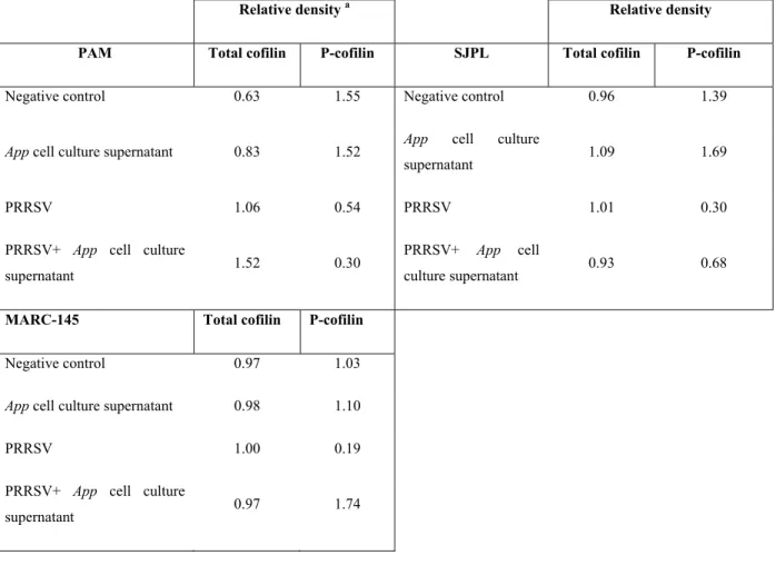 Table 2: Total cofilin and P-cofilin relative densities in PAM, SJPL and MARC-145 cells