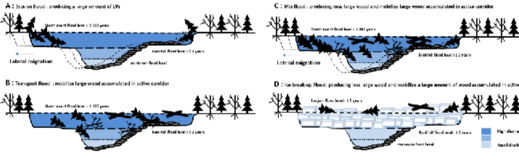 Fig. 4. A) Large wood mortality (N YR ) (dashed circles indicates years with important ice break-up  events)  and; B) Year of accumulation in the SJR raft  (N YA )  in relation with annual maximum  discharge