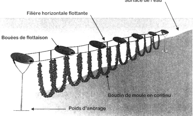Figure  1  :  Sch éma  du  dispositif  de  culture  de  moul es  s ur  filière  en  suspension  dan s  la  co lonne  d'eau