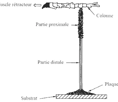 Figure  2 : Sché ma représentant les différentes  parties du  byssus de moule. Schéma modifié  à  partir de celui de  Waite et al