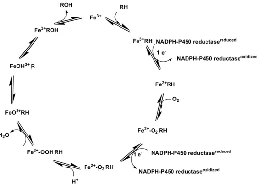 Figure 1: Oxydation cycle of CYP450s.  (Adapted from Guengerich, 2007 [73])  3.2. FAMILIES 