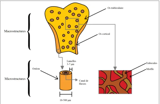 Figure 1.1 Structures microscopiques et macroscopiques des os longs du corps humain