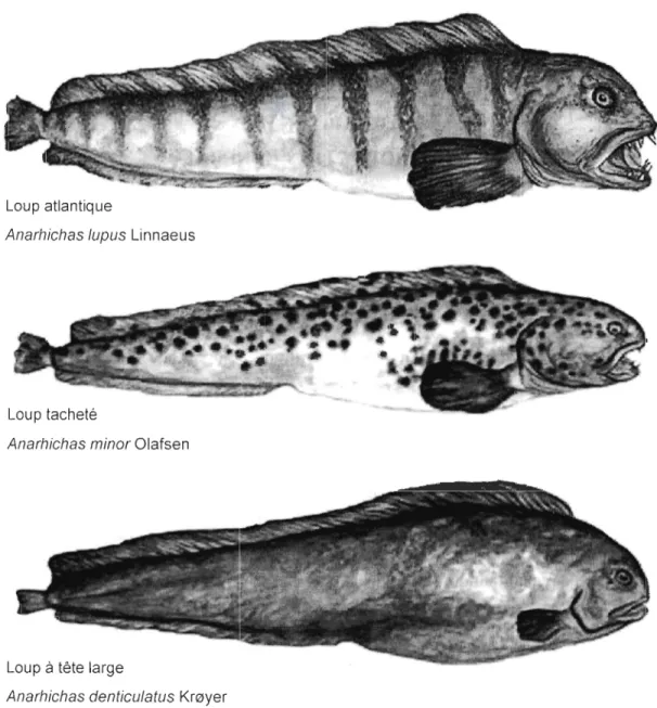 Figure  1.1  Les  trois  espèces  du  genre  Anarhichas  (famill e  Anarhichadidae)  retro uvées  dans  le  nord  de  l' océan  Atlantique  (Source :  Memorial  University  of  NewFo undland, (http://www.mun.ca/bi ology/scarr/Wolffi sh  spp .jpg))