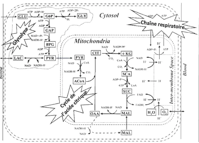 Figure  1.3.  Les  trois  étapes  de  la  respiration cellulaire:  la  glycolyse, le  cycle  de  l'acide  citrique et le  système de transport des  électrons (tirée et modifiée de  Zhou et al (2005))