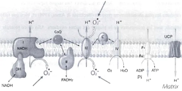 Figure  1.5.  Schéma  représentant  les  quatre  complexes  du  système  de  transport  des  électrons