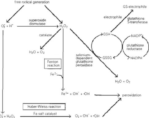 Figure  1.6.  Résumé  de  différentes  voies  de  générations  de  ERO  et  de  certaines  enzymes  clés impliquées dans leur détoxification (tirée de  Storey (1996))