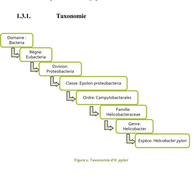 Figure 2 : Helicobacter pylori Figure 1: Taxonomie d'H. pylori 