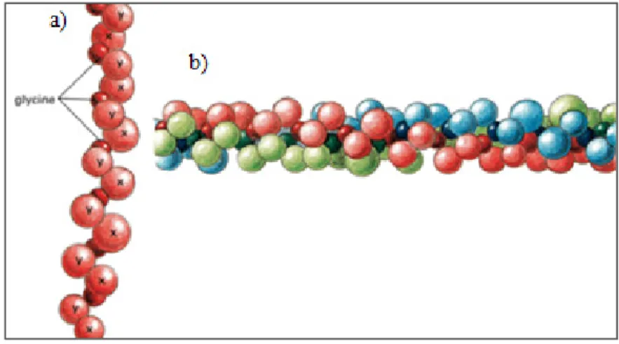 Figure 1.10  Une molécule typique de collagène composée   de trois chaînes de polypeptide (chaînes α) (a)assemblées  