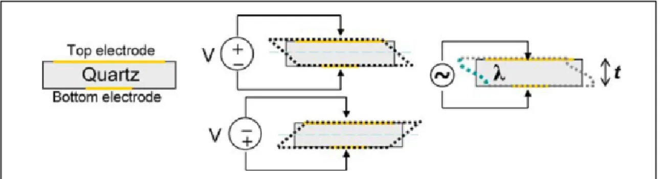 Figure 3.5  Schématisation du fonctionnement des capteurs de quartz QCM-D  Tirée de (Höök et Kasemo, 2007) 