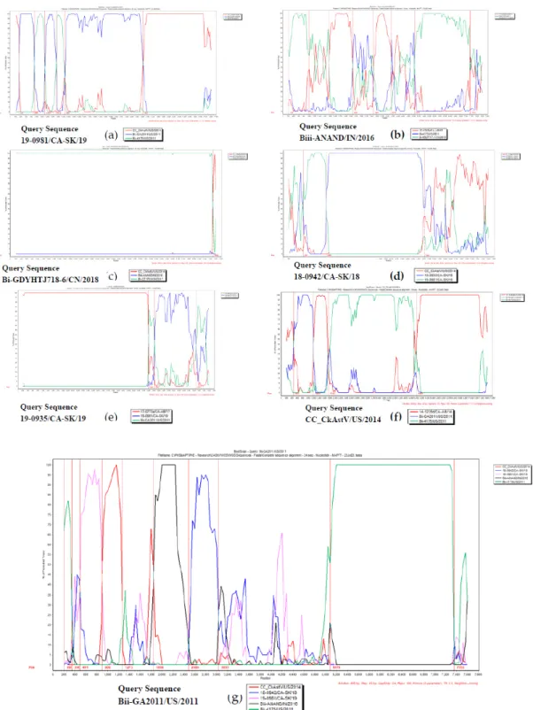 Figure 5. Bootscan analysis of recombinant CAstV sequences for confirming recombination was  performed using Simplot program v3.5.1