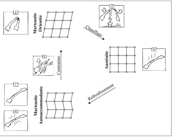 Figure 1.8  Transformation de phase lors de l’effet mémoire de forme 