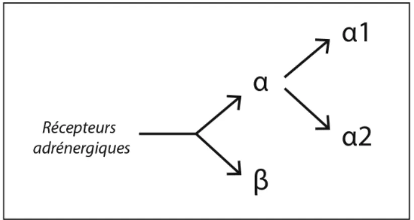 Figure 3 : Classification des rŽcepteurs adrŽnergiques 