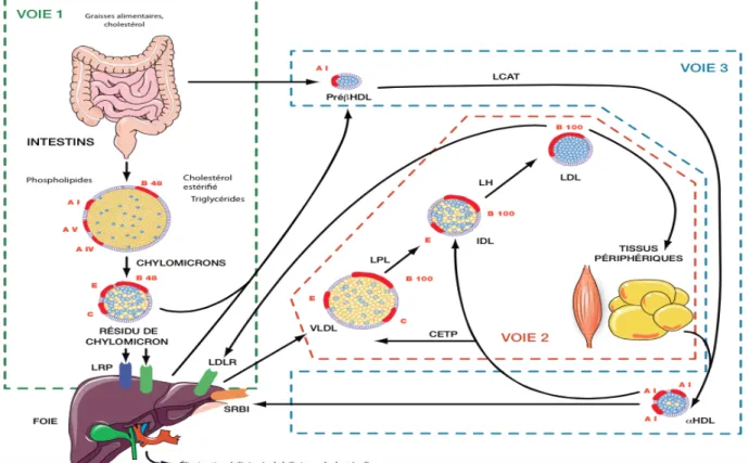 Figure 1: Schéma général du transport du cholestérol (2). Voie 1: voie entéro-hépatique