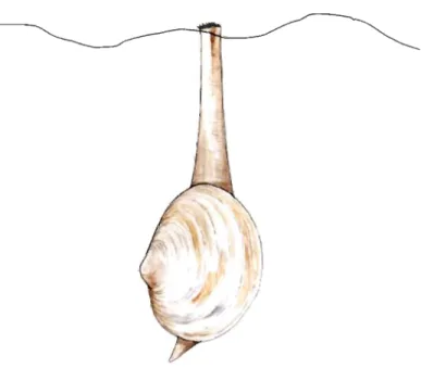 Figure 1.  Mya arenaria  (Mollusque:  Bivalve) 