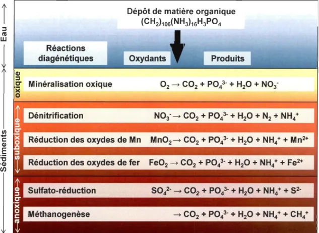 Figure  2 :  Distribution  verticale des  réactions  biogéochimiques  (simplifi ées) associées  à  la  dégradation  de  la  matière organique dans  les  sédiments (modifié d'après  McKindsey  et al