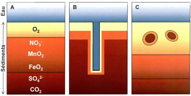 Figure  4:  Zonation  des  accepteurs  d' é lectrons  dans  les  sédiments  dans  différentes  conditions:  CA)  classique,  (B)  autour d ' un  terrier  ventilé  et  (C)  autour  de  pelotes  fécales  (tirée de Aller,  1982)