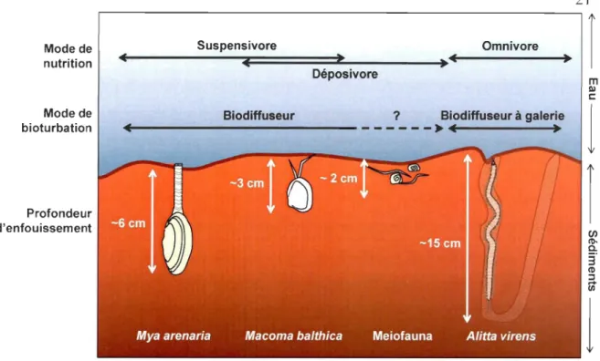 Figure 5 : Mode de nutrition, de bioturbation et profondeur d'enfouissement des principales  espèces trouvées dans la zone intertidale du Saint-Laurent