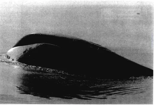 Figure 1. Baleine boréale (Balaena mysticetus).  La taille moyenne d'une femelle adulte est  de 16 à 18 m et d'un mâle adulte de 14 à 17 m (Photo par J.W