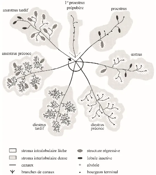 Figure 1. Histologie de la glande mammaire durant le cycle œstral 