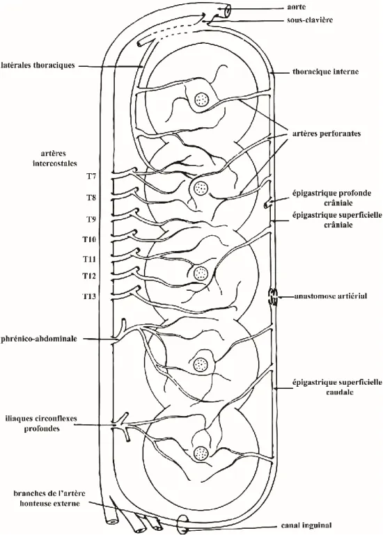 Figure 4. Schéma du réseau artériel des glandes mammaires 