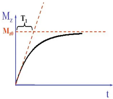 Figure 3. Représentation de T1 et de la variation de Mz en fonction du temps (21). 