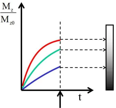 Figure 4. Variations de MZ en fonction du temps représentées pour trois tissus différents (21)