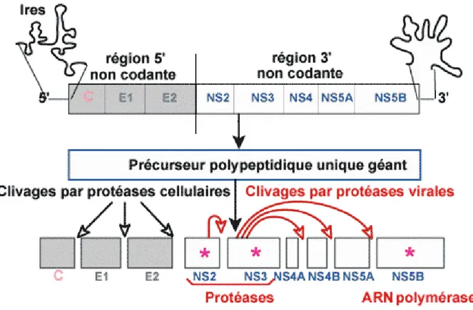 Figure 1. Schéma de la synthèse protéique du VHC  