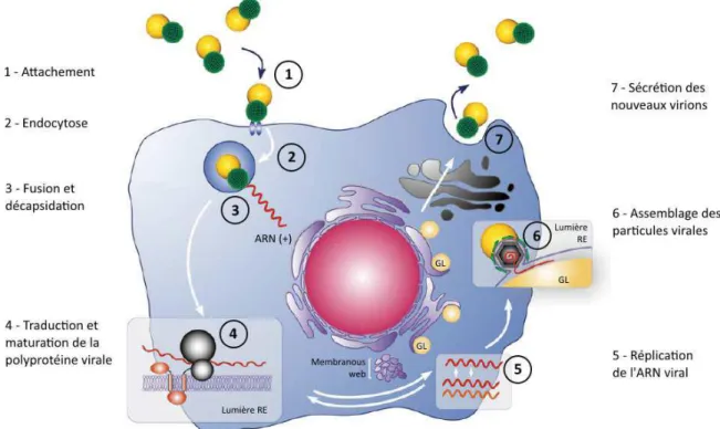 Figure 2 : Cycle de réplication du VHC. (D’apres Popescu et Dubuisson, Biol Cell. 2009)  La  principale  cible  de  l’infection    par  le  VHC  est  l’hépatocyte