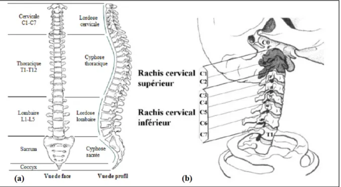 Figure 1.1 (a) Structure osseuse de la colonne vertébrale saine.(b) Rachis cervical. 