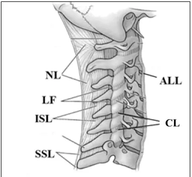 Figure 1.6 Ligaments vertébraux. 