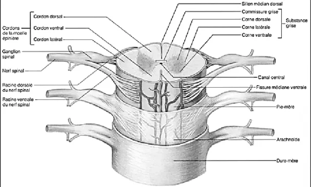 Figure 1.7 Vue en trois dimensions de la moelle épinière. 