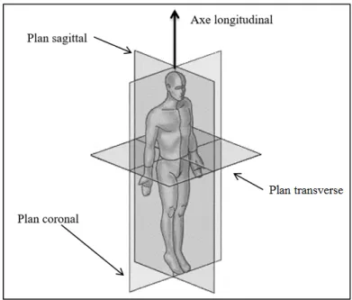 Figure 1.10 Plans anatomiques. 