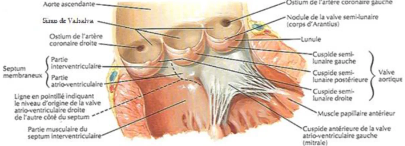 Figure 2 Valve aortique