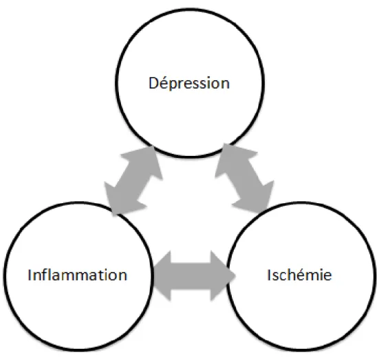 Figure 1 : Interactions entre l’ischémie, l’inflammation et la dépression 