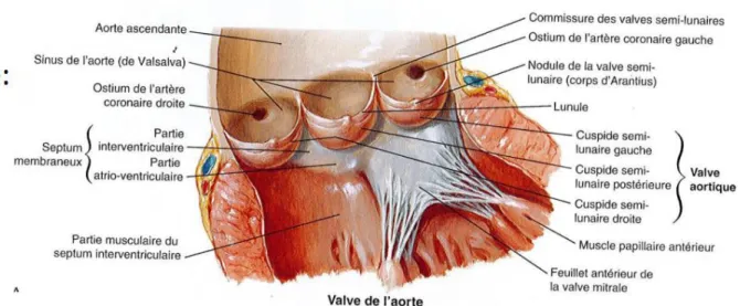 Figure 2 : coupe transversale de la valve aortique 