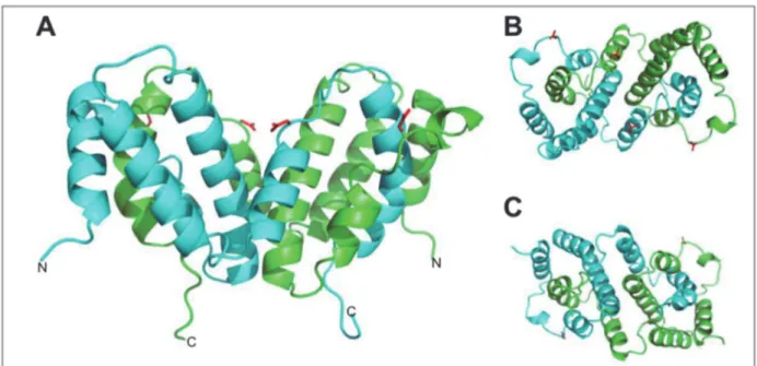 Figure 2 : Structure de l'interféron gamma composé de deux dimères chacun divisé en 6 hélices  alpha reliées entre elles par des boucles