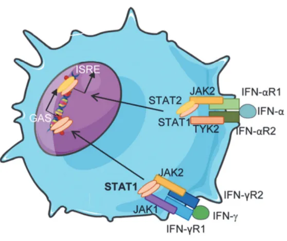 Figure 3 : Voie de signalisation de l'interféron gamma. (7) 