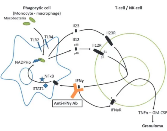 Figure 5 : Voie IL-12/IFN-gamma et les différents mécanismes interactifs permettant  la lutte contre les mycobactéries