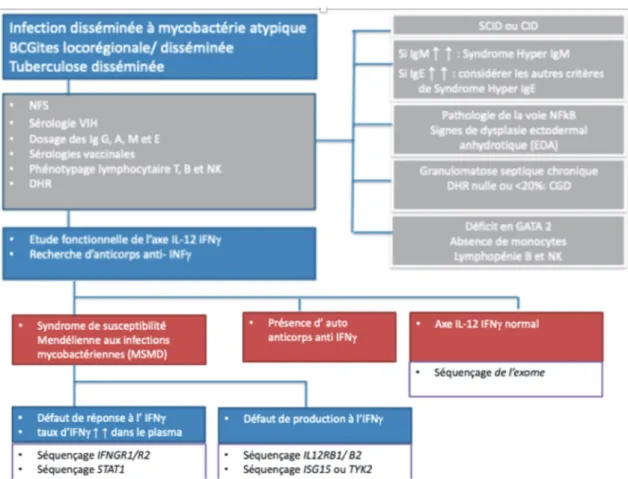 Figure 6 : Arbre décisionnel pour le diagnostic de MSMD. (20) 