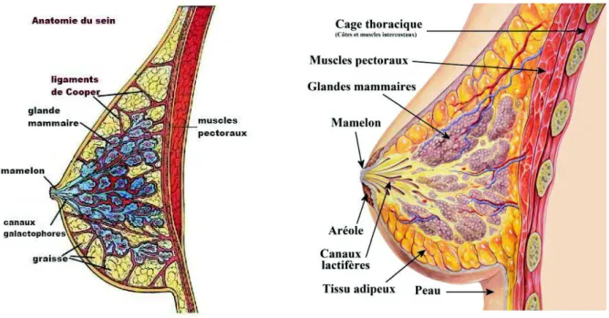 Figure 1 : Anatomie du sein 