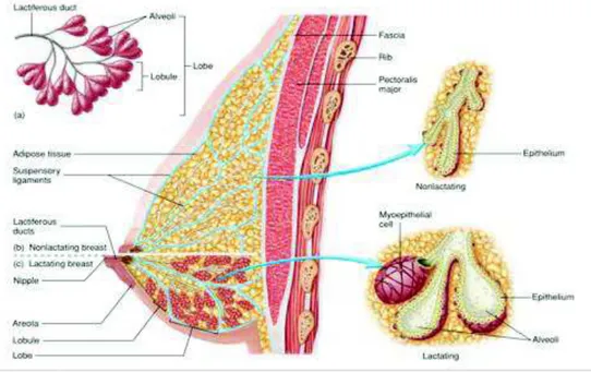 Figure 2 : Anatomie de la glande mammaire 