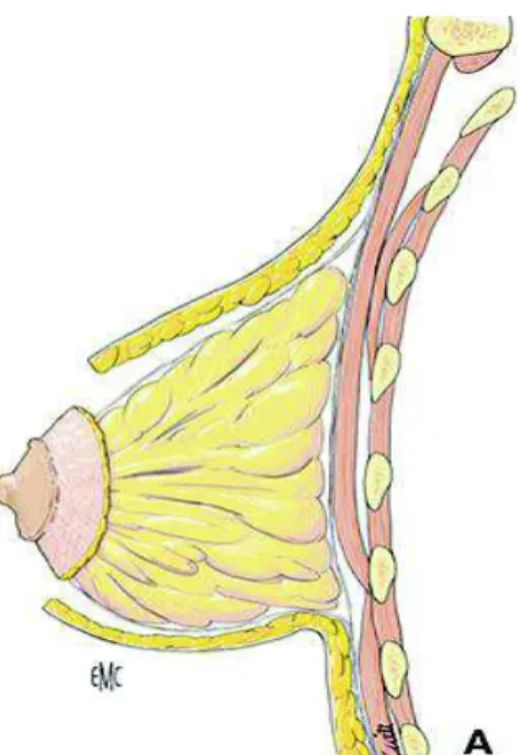 Figure 8 : Pédicule glandulaire 