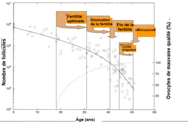 Figure 1 - Diminution quantitative (ligne continue) et qualitative (pointillé) du pool de follicule  ovarien supposant une altération de la fertilité en fonction de l'âge (8) 