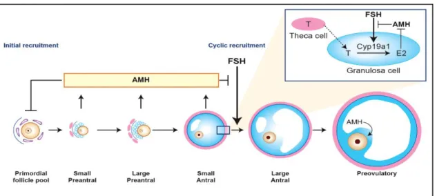 Figure 3- Action régulatrice de l’AMH sur l’ovaire.  L’AMH inhibe le recrutement initial et  inhibe l’effet stimulant de la FSH sur la croissance folliculaire (41) 
