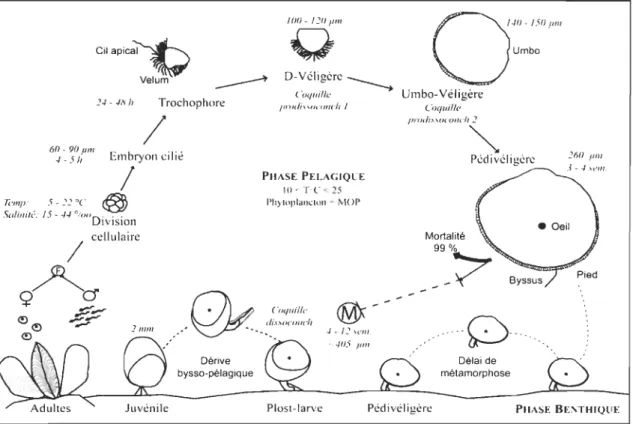 Figure 5: Cycle de  développement de  la moule bleue  Mytilus edulis (L 1758) ,  F:  fécondation ; M: métamorphose