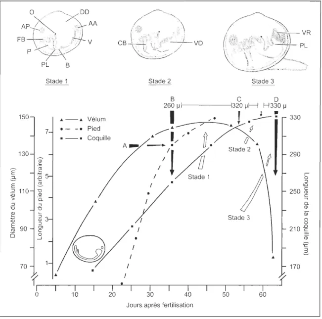 Figure  8:  Modifications  morphologiques  d'une  larve  de  My tilus edulis  au  cours  du  retard  de  métamorphose (Stades  1 à 3)