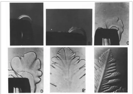 Figure III-5 : Photos montrant l’évolution structurale d’une dendrite en échelle microscopique (Tirmizi, S.H